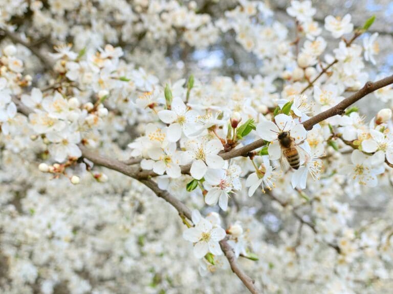 A bee flying in front of some white flowers.