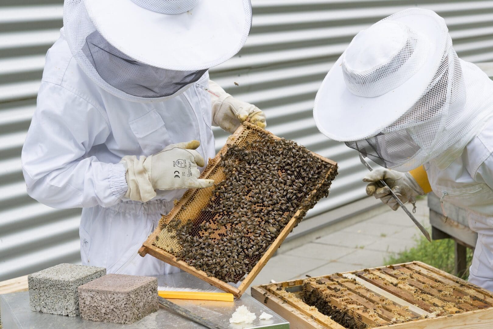 A beekeeper is holding up a frame of bees.