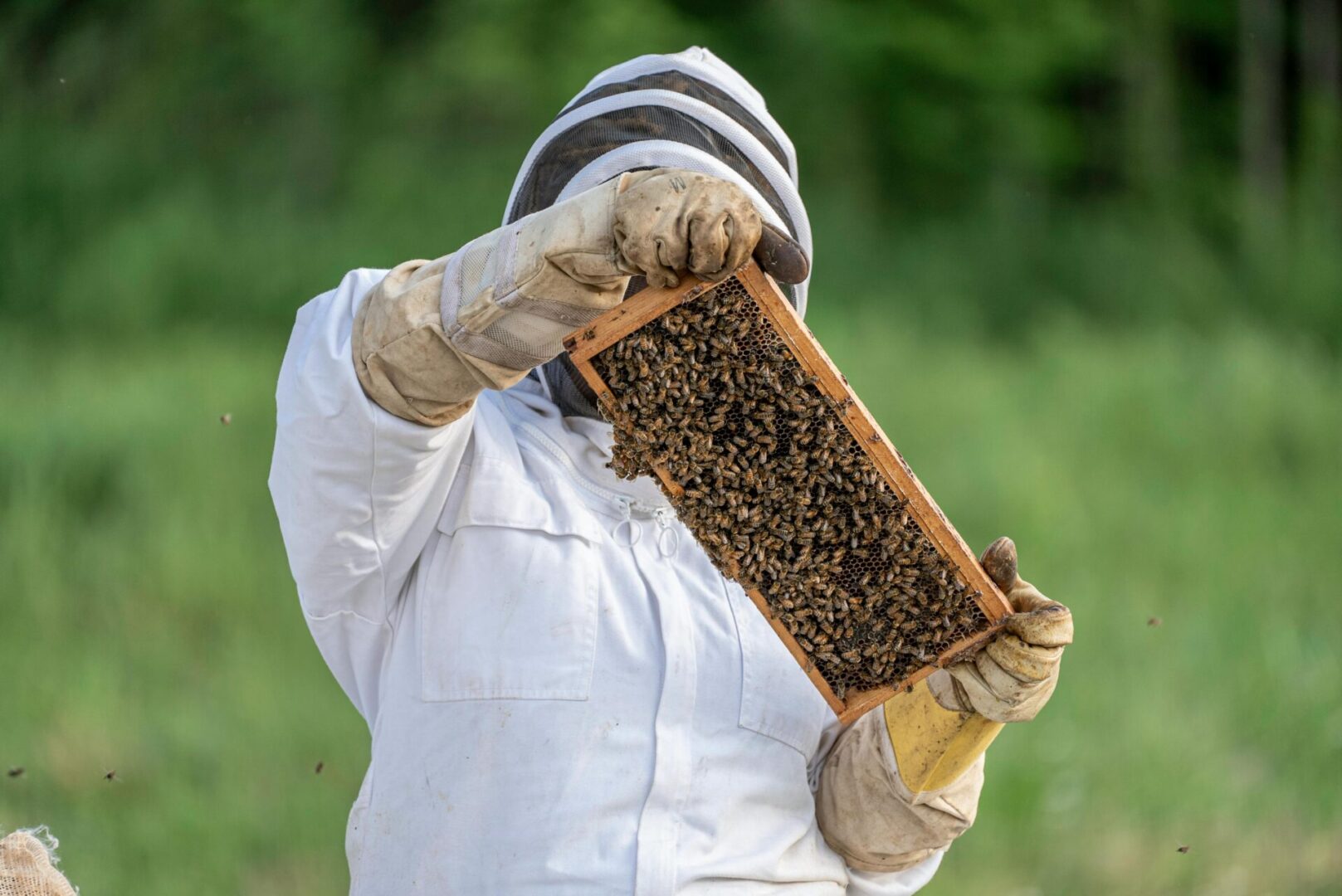 A beekeeper holding up a frame of bees.