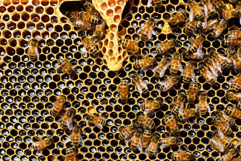 A close up of bees on a honeycomb