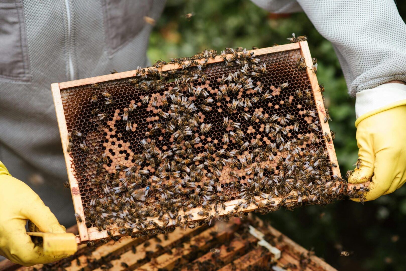 A beehive with bees on it and a person holding the frame.