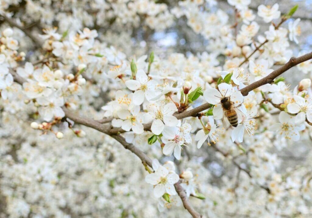 A bee flying in front of some white flowers.