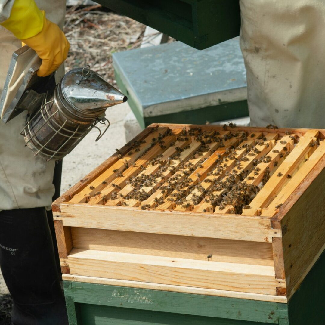 A beekeeper is working on an apiary.