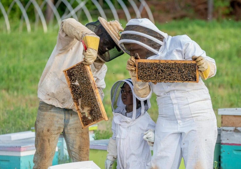 Two people in white suits holding a bee hive.