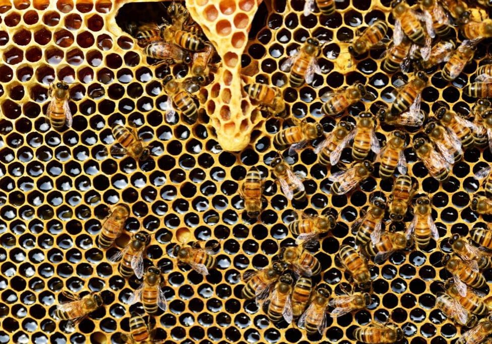 A close up of bees on a honeycomb