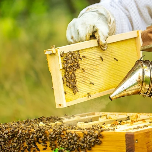 A person holding a bee hive with bees on it.