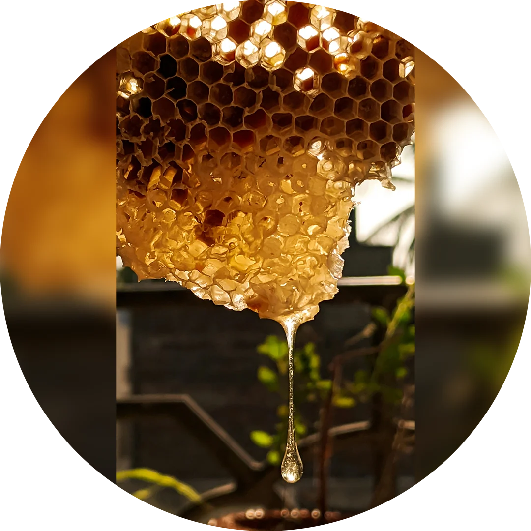 A close up of a bee hive with honey dripping from it.